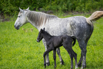 Fototapeta na wymiar A young foal with its mother