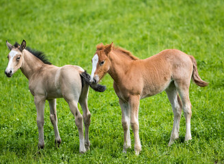 Obraz na płótnie Canvas Two young foals in a field