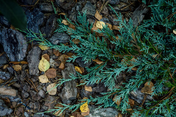 Background, green leaves, pine needles, stones. High quality photo