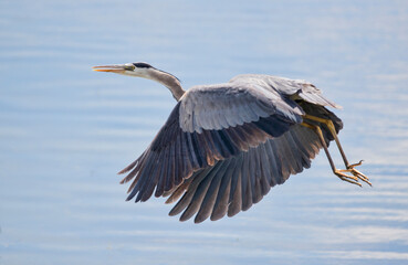 A Great Blue Heron in flight. Taken in Alberta, canada