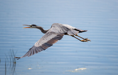 A Great Blue Heron in flight. Taken in Alberta, Canada