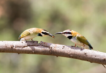 Two Bee eaters perched on a branch. Taken in Kenya