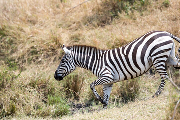 Fototapeta na wymiar A Zebra walking in the bush. Taken in Kenya