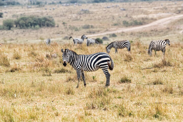 Fototapeta na wymiar A Zebra standing in the Mara. taken in Kenya