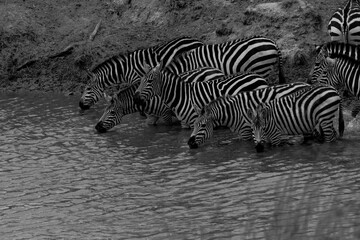 Fototapeta na wymiar A herd of Zebra drinking at a water hole. Taken in Kenya