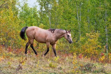 Obraz na płótnie Canvas A female horse in a meadow. Taken in Canada