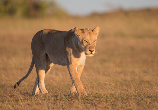 A young lion walking in the bush. Taken in Kenya