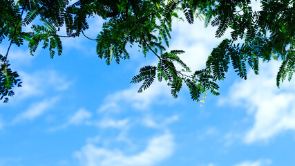 Tamarind leaves on blue sky background