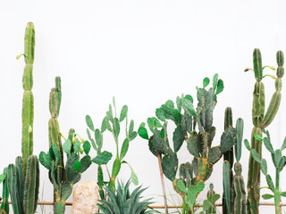 Various growing green cactus plant in cactus garden on white background.