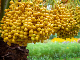 Dates on palm tree. Bunch of yellow dates on date palm in the farm.