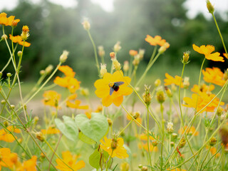 Beautiful flowers garden background. Yellow flowers outdoor garden and sky background with copy space.