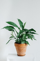 green house plant spathiphyllum in a stylish clay pot on a white background. landscaping of the house. an unpretentious plant. vertical content, selective focus