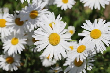 春の公園に咲くフランスギクの白い花