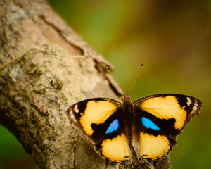 butterfly on a tree