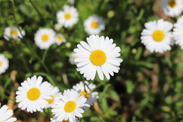 Obraz na płótnie Canvas 春の公園に咲くフランスギクの白い花