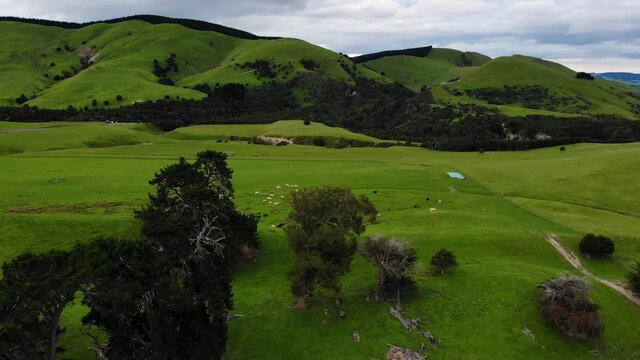 Green pastures of greenland with sheep and cows, New Zealand countryside - aerial drone