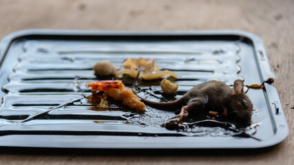 Dirty rats in glue stick on the mousetrap.Rats captured on non-toxic glue trap.House problem from...