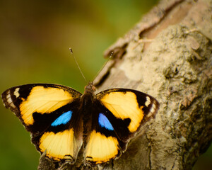 butterfly on a tree
