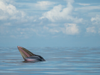Fototapeta premium Bryde's whale in the Gulf of Thailand