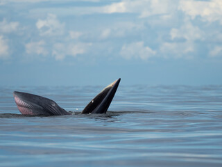 Obraz premium Bryde's whale in the Gulf of Thailand