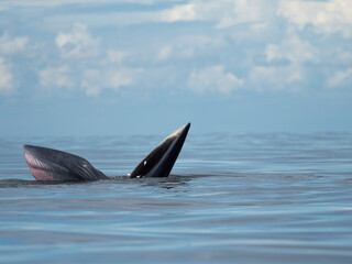 Fototapeta premium Bryde's whale in the Gulf of Thailand