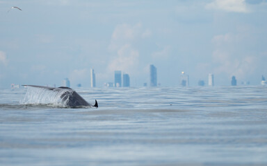 Fototapeta premium Bryde's whale in the Gulf of Thailand