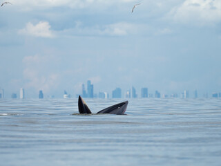 Naklejka premium Bryde's whale in the Gulf of Thailand