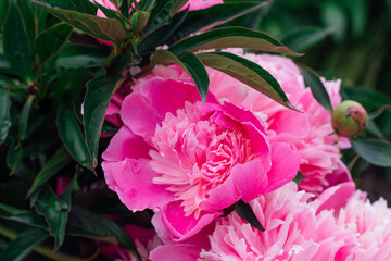 Bright pink peony with rain drops on the petals.
