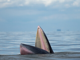 Fototapeta premium Bryde's whale in the Gulf of Thailand