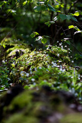 Lying in the forest trunk of an old tree overgrown with oxalis plant, forest background