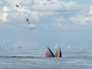 Naklejka premium Bryde's whale in the Gulf of Thailand