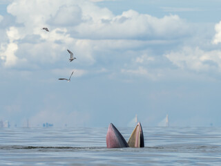Naklejka premium Bryde's whale in the Gulf of Thailand