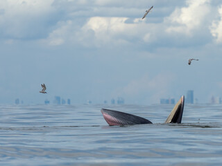 Naklejka premium Bryde's whale in the Gulf of Thailand