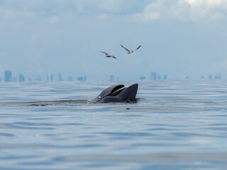 Fototapeta premium Bryde's whale in the Gulf of Thailand