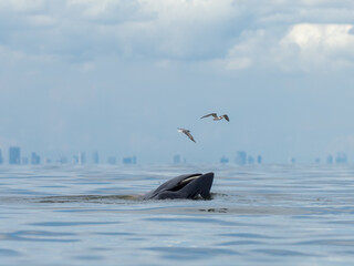 Bryde's whale in the Gulf of Thailand
