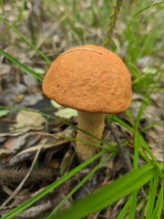 A mushroom  with grass