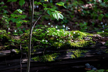 Lying in the forest trunk of an old tree overgrown with oxalis plant, forest background