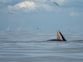 Naklejka premium Bryde's whale in the Gulf of Thailand