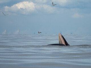 Naklejka premium Bryde's whale in the Gulf of Thailand