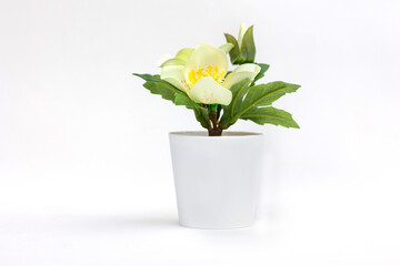 Natural green plant and flower, Fejka in white flowerpot isolated on white background. High quality photo