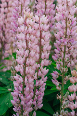Beautiful pink lupine flowers in the field.