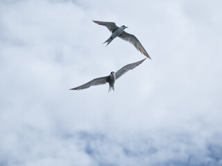 seagull flying high on the wind. flying gull. Seagull flying on beautiful blue sky and cloud.