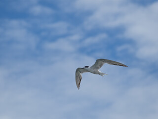 Fototapeta na wymiar seagull flying high on the wind. flying gull. Seagull flying on beautiful blue sky and cloud.