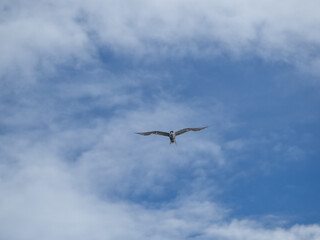 seagull flying high on the wind. flying gull. Seagull flying on beautiful blue sky and cloud.