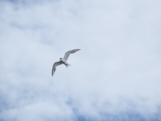 seagull flying high on the wind. flying gull. Seagull flying on beautiful blue sky and cloud.