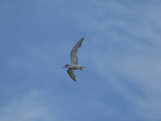 seagull flying high on the wind. flying gull. Seagull flying on beautiful blue sky and cloud.