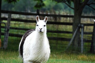 えこりん村のリャマ(ラマ)牧場