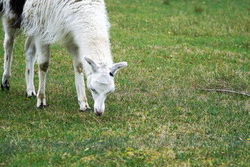 Obraz premium えこりん村のリャマ(ラマ)牧場