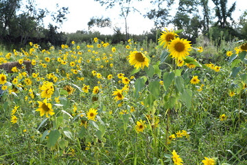 Obraz premium Field with many sunflowers without people