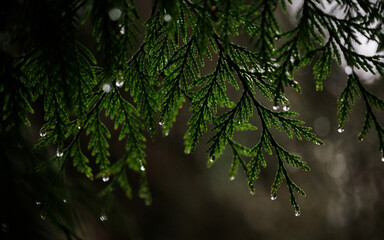 rainfall in the forest